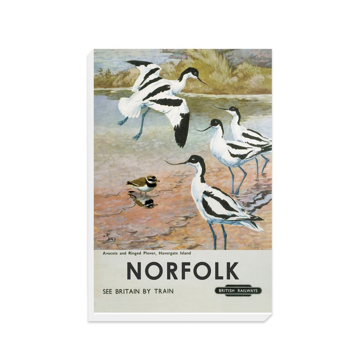 Norfolk - Avocets, Havergate Island - Canvas