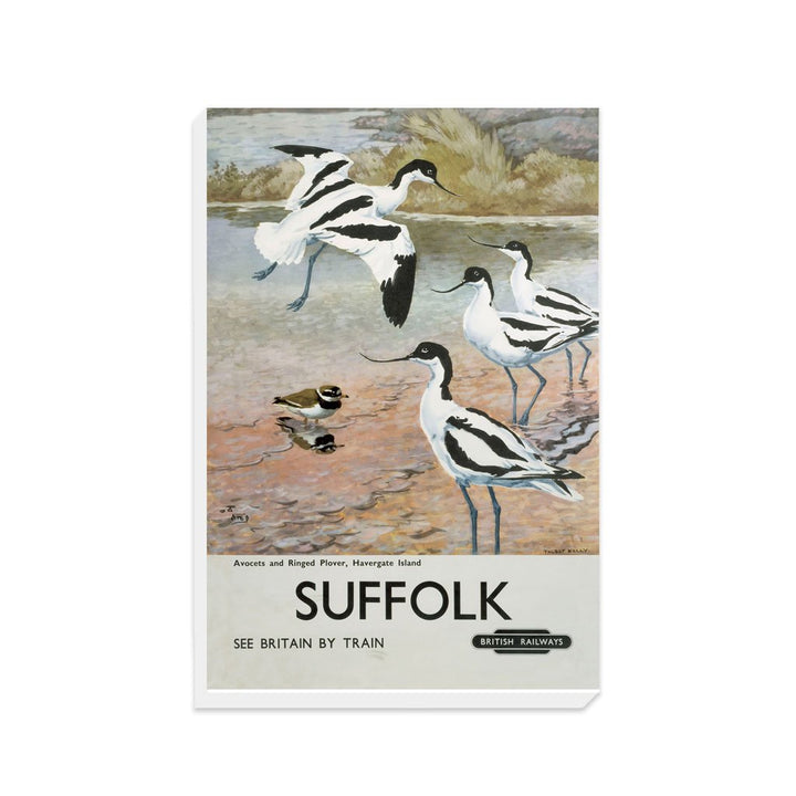 Suffolk - Avocets, Havergate Island - Canvas