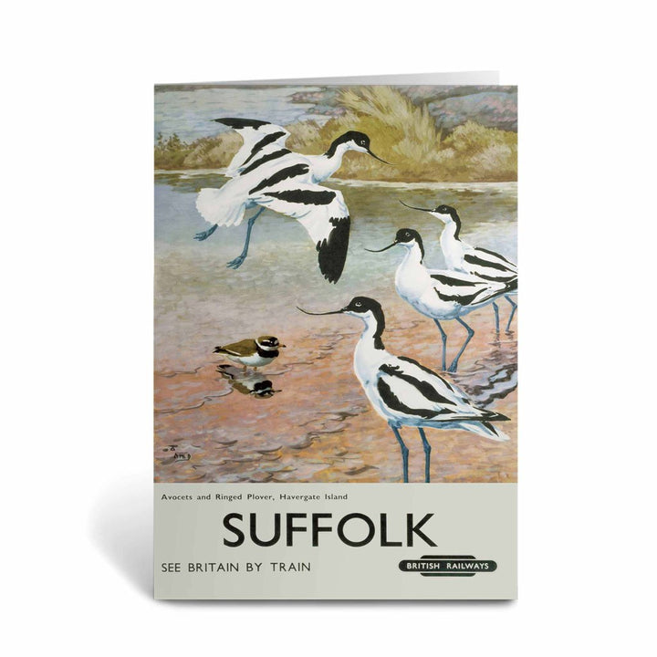 Suffolk - Avocets, Havergate Island Greeting Card