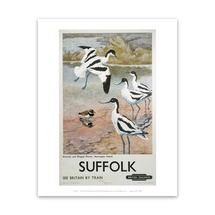 Suffolk - Avocets, Havergate Island Art Print