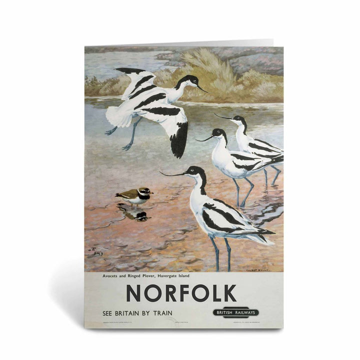 Norfolk - Avocets, Havergate Island Greeting Card